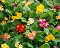 Tapeta Nature Flowers 508.jpg